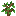 Oak sapling